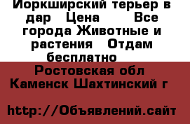 Йоркширский терьер в дар › Цена ­ 1 - Все города Животные и растения » Отдам бесплатно   . Ростовская обл.,Каменск-Шахтинский г.